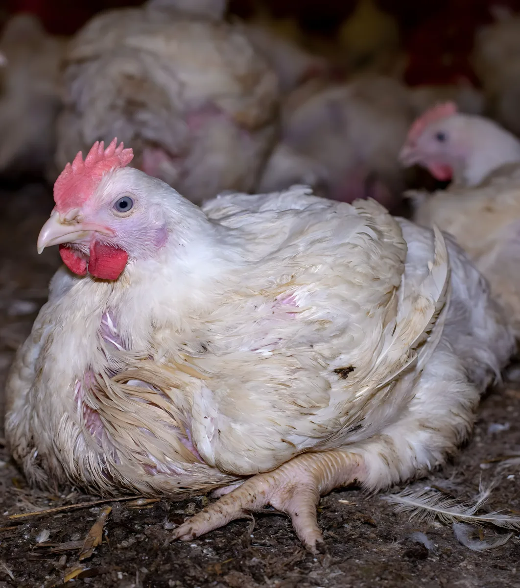 Broiler Chicken farming package