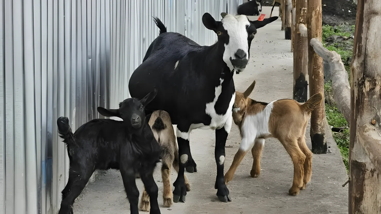 Goat farming package